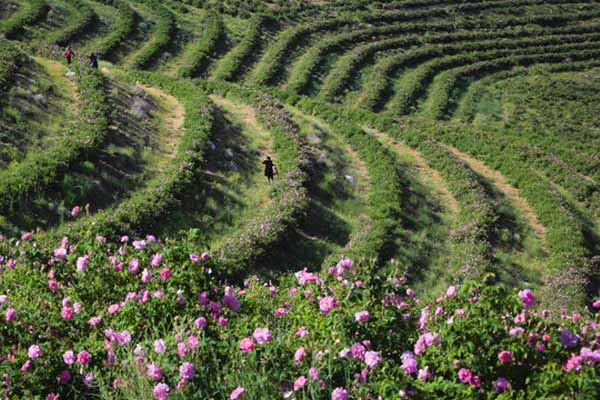 شرایط کاشت گل محمدی